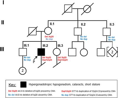 Deletion of FUNDC2 and CMC4 on Chromosome Xq28 Is Sufficient to Cause Hypergonadotropic Hypogonadism in Men